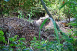 American Alligator's Nest - 2009
