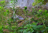 American Alligator guarding nest - 2007