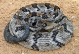 Timber Rattlesnake