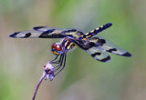 Banded Pennant