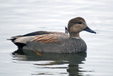 Gadwall