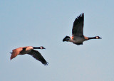 Canada Geese (Giant race)