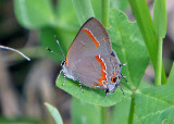 Red-banded Hairstreak