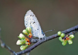 Spring Azure