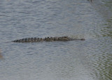 American Alligator