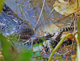 American Alligator with Hatchlings