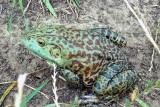 Bullfrog