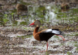Black-bellied Whistling Duck