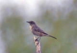 Sage Thrasher