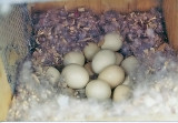 Wood Duck Eggs