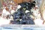 Wood Duck Hatchlings