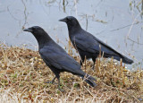 American Crow