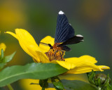 White-tipped Black Moth