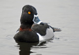 Ring-necked Duck