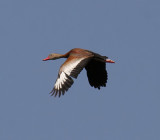 Black-bellied Whistling Duck