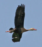 Black-bellied Whistling Duck