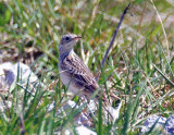 Spragues Pipit