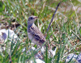 Spragues Pipit