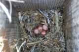 Brown-headed Nuthatch Nest