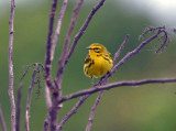 Prairie Warbler