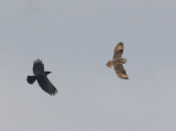 Short-eared Owl and American Crow