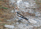 Snow Bunting