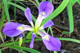Southern Blue Flag (Iris virginica)