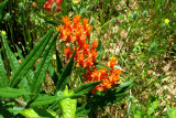 Butterflyweed