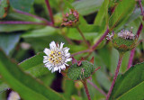 Eclipta prostrata