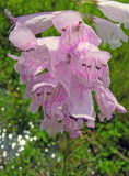 False Dragonhead