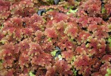 Water Fern (Azolla)