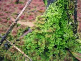 Azolla & Riccia