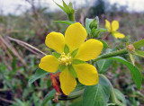 Ludwigia leptocarpa