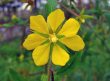 Ludwigia leptocarpa