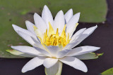 Fragrant Water Lily