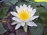 Fragrant Water Lily