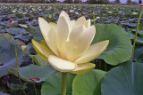 American Lotus (Nelumbo lutea)