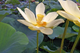 American Lotus (Nelumbo lutea)