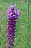 Liatris pycnostachya