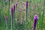 Liatris pycnostachya