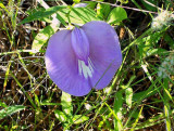 Butterfly Pea
