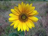 Common Sunflower