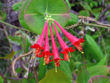 Coral Honeysuckle
