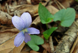 Violet species