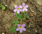 Wood Sorrel