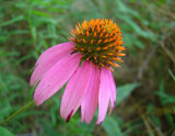 Purple Coneflower