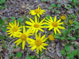 Ragwort species