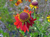 Sneezeweed
