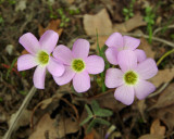 Wood Sorrel