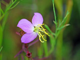 Maryland Meadow-beauty